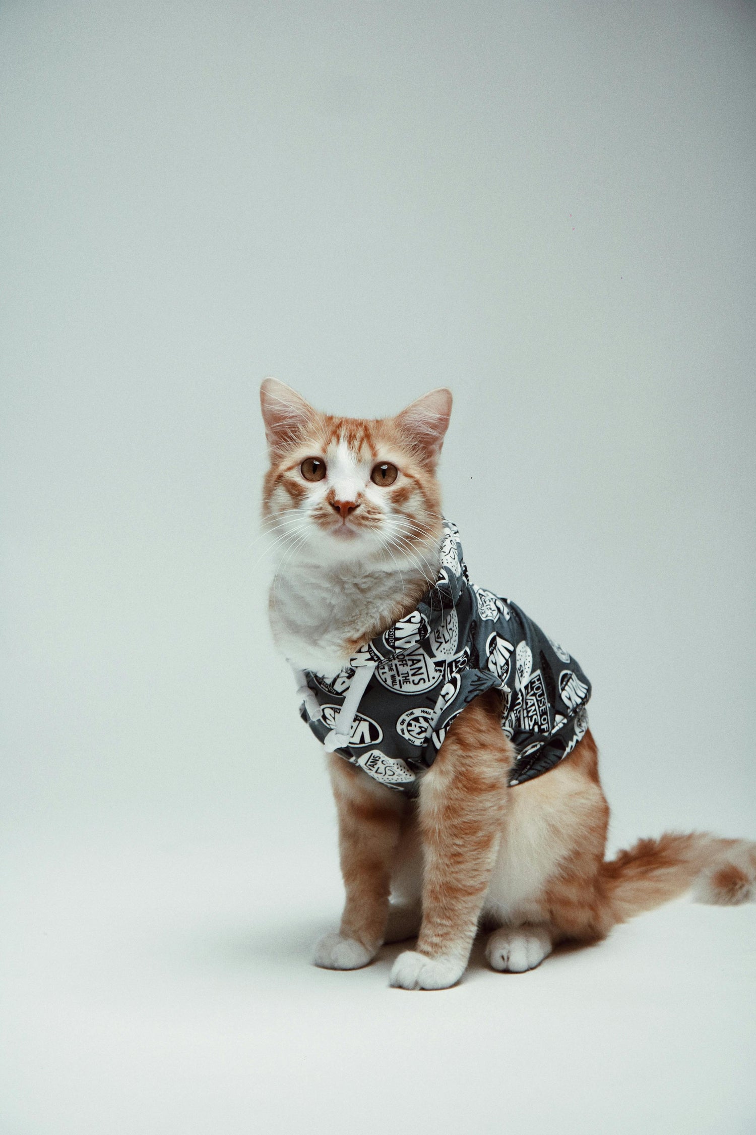 Pet & Accessories
