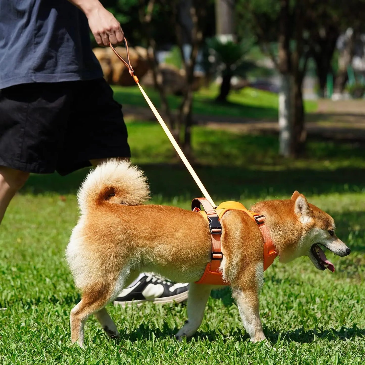Dog Harness and Retractable Leash