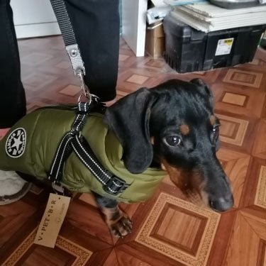 waterproof winter jacket with integrated harness